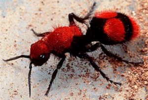 Cow_Ant 