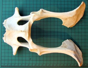 bone-goat-pelvis1